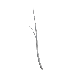 Birch_Slender_Small