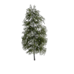 Birch_Slender_Tall
