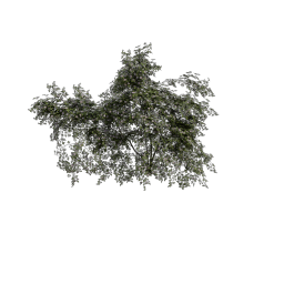 Dogrose_Bush