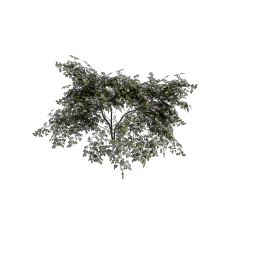 Dogrose_Sapling