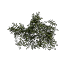 Dogrose_Seedling