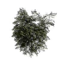 Dogrose_Shrub