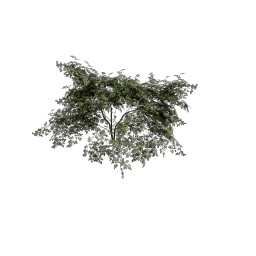 Dogrose_Sprout