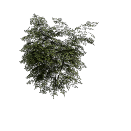 Dogrose_Tree