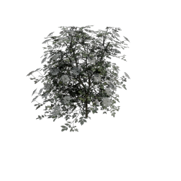 Elder_Large_Round