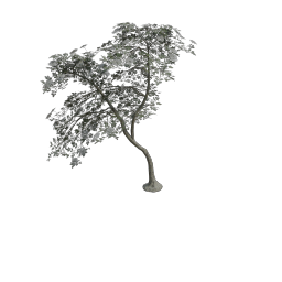 Elder_Large_Teardrop