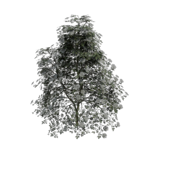 Elder_Medium_Conical