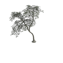 Elder_Medium_Teardrop