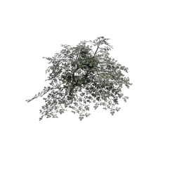 Elder_Short_Broad