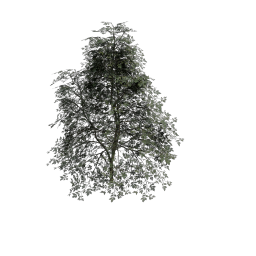 Elder_Small_Round