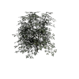 Elder_Tall_Narrow