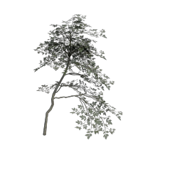 Elder_Tall_Oval