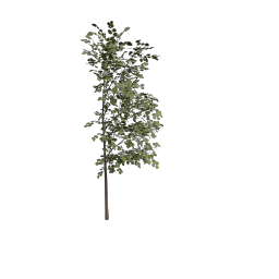 Hazel_Bush_Large