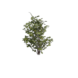 Hazel_Bush_Small