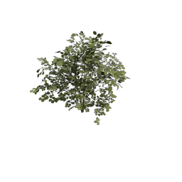 Hazel_Seedling