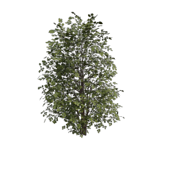 Hazel_Tree