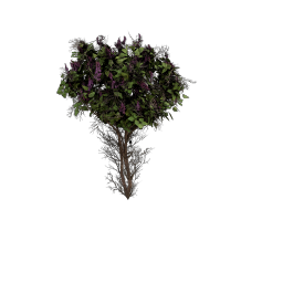 Lilac_Tree_A