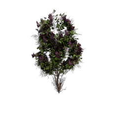 Lilac_Tree_B