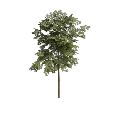 Maple_Large_Broad