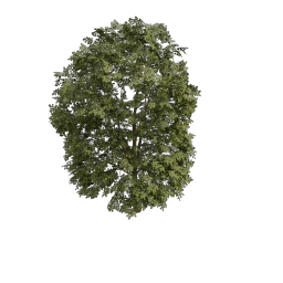 Maple_Large_Spreading