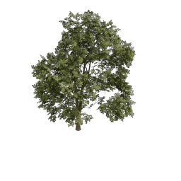 Maple_Med_Oval