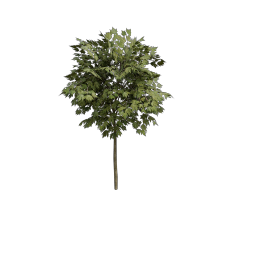 Maple_Med_Rounded
