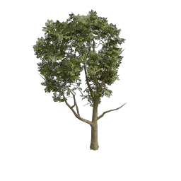 Maple_Small_Round
