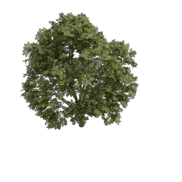 Maple_Tall_Columnar