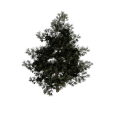 Pine_A
