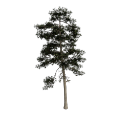 Pine_Large_A