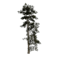 Pine_Large_B