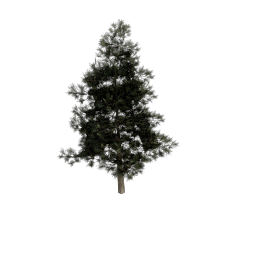 Pine_Medium