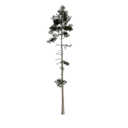 Pine_Sapling