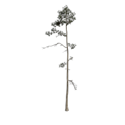 Pine_Thin