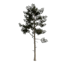 Pine_Xl