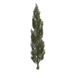 Poplar_Broad