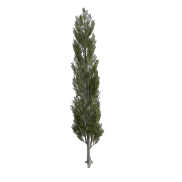 Poplar_Narrow