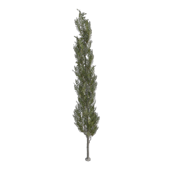 Poplar_Tall