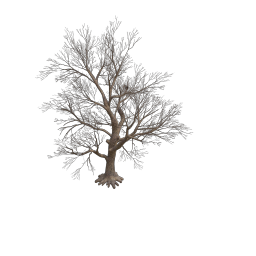Rottenpine_A
