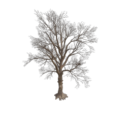 Rottenpine_B