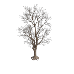 Rottenpine_C