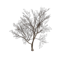 Rottenpine_D