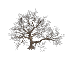 Rottenpine_E