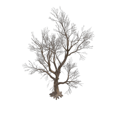 Rottenpine_F