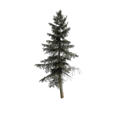 Spruce_Colossal