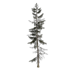 Spruce_Extralarge
