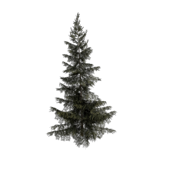 Spruce_Giant