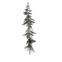Spruce_Huge