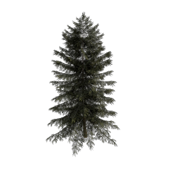 Spruce_Large