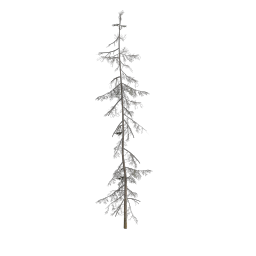 Spruce_Massive